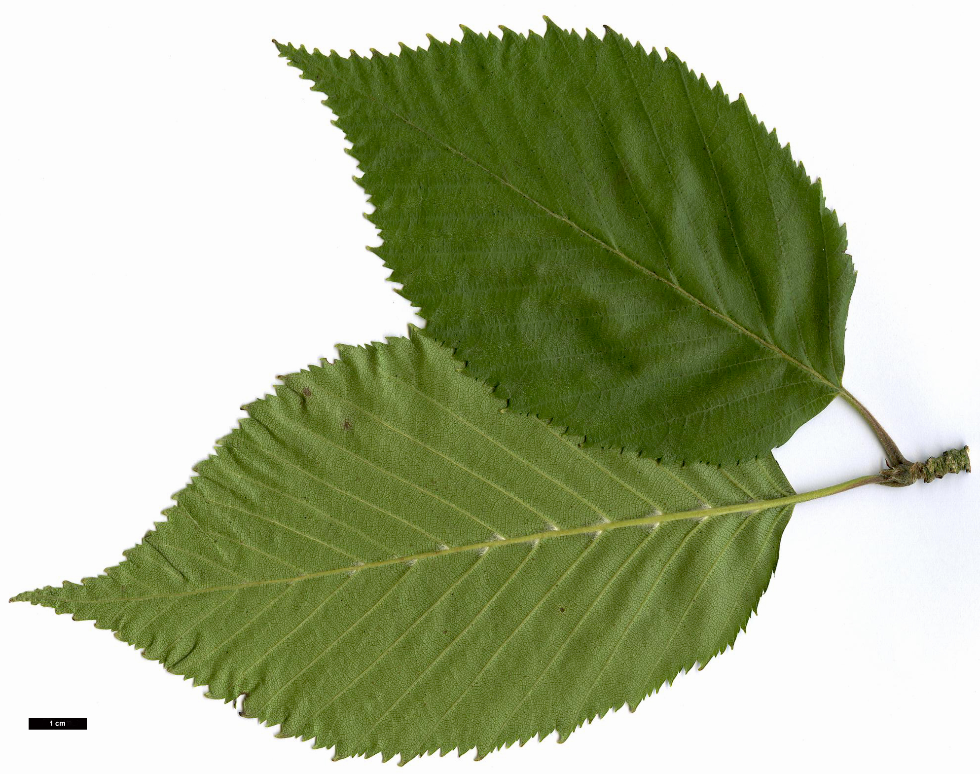 High resolution image: Family: Betulaceae - Genus: Betula - Taxon: utilis - SpeciesSub: subsp. jacquemontii 'Inverleith'